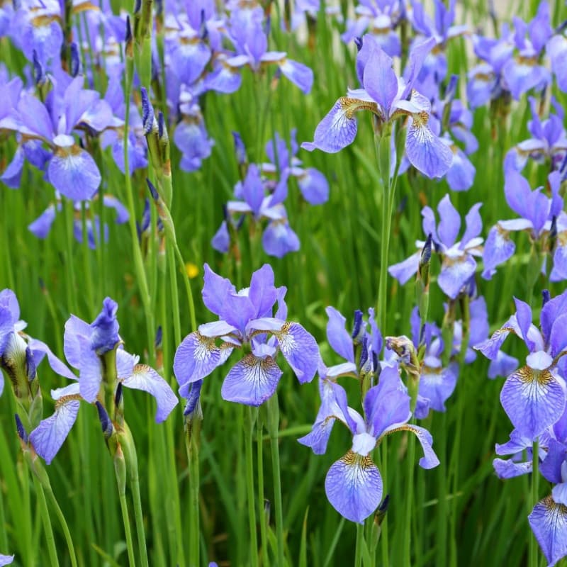 Siberian Iris Plant