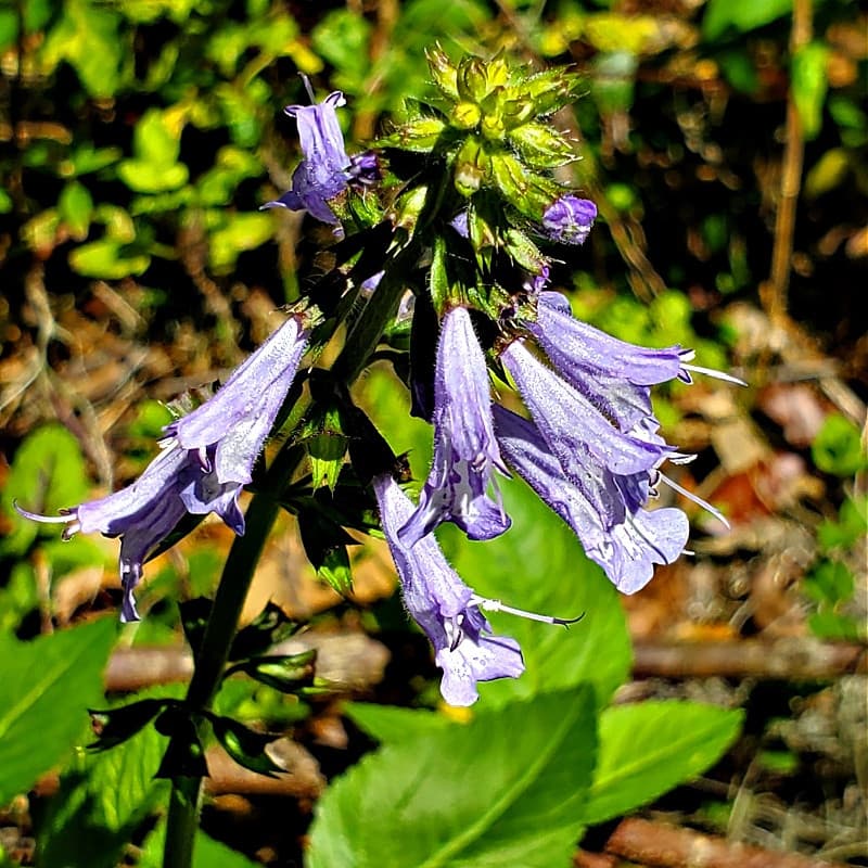 Lyreleaf Sage Plant for sale