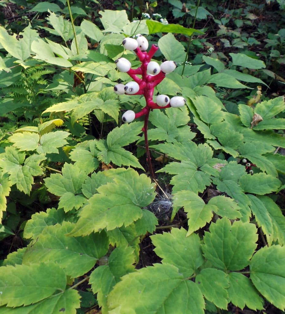 White Baneberry