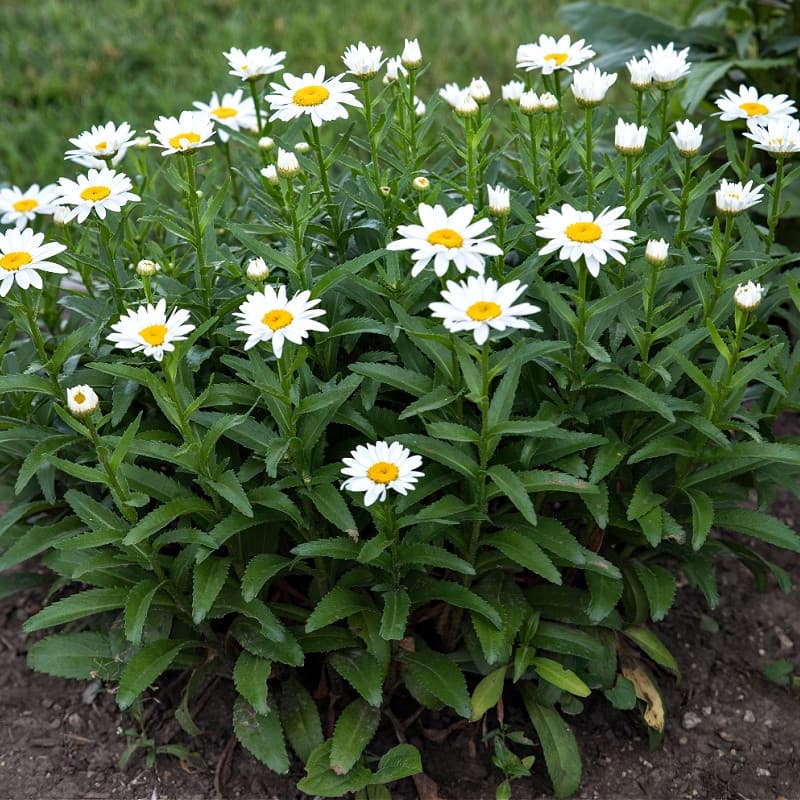 Shasta Daisy Plant