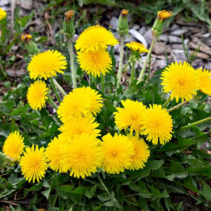 Dandelion Plant