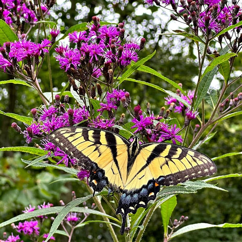 Ironweed Plant