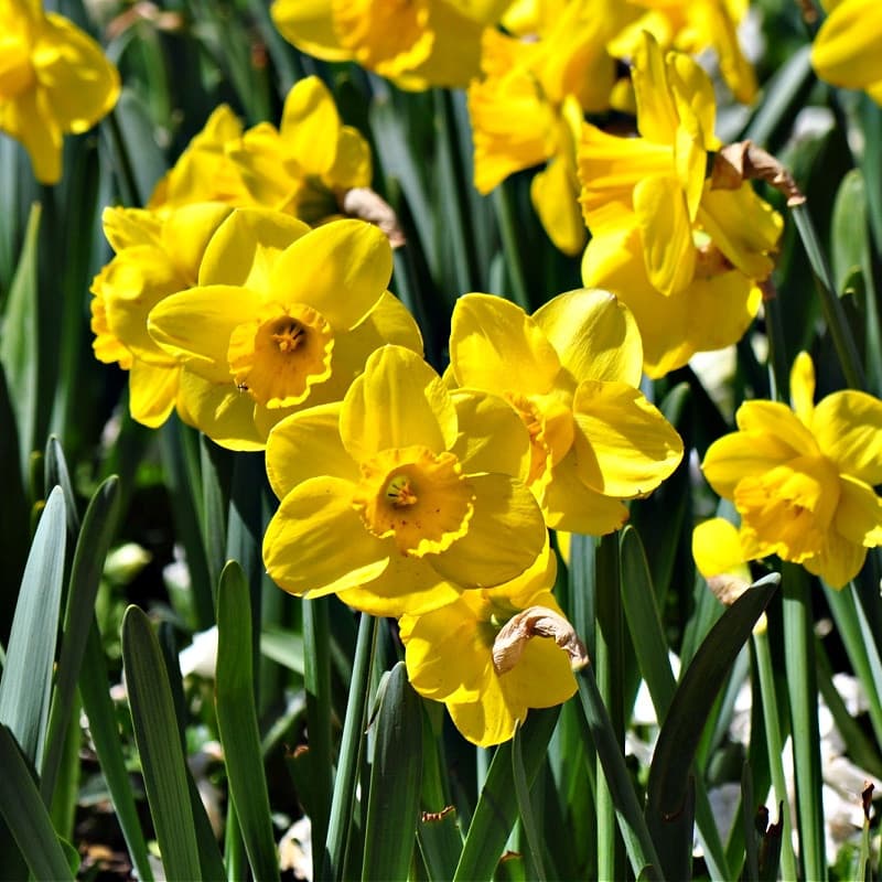 Daffodil Plant