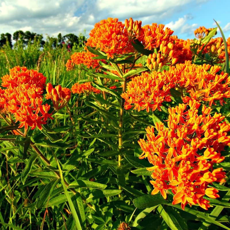 Butterfly Weed Plant