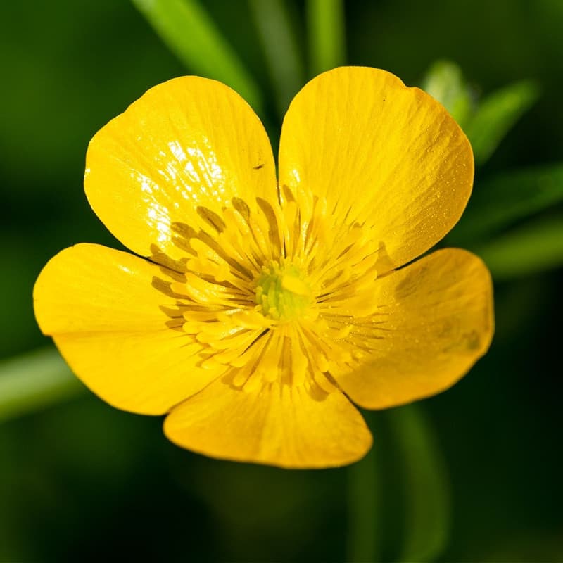 Ranunculus Repens Plant