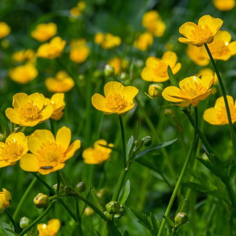 Hairy Buttercup Plant