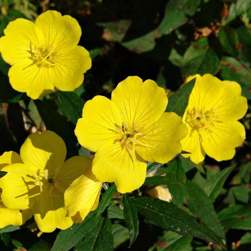 Yellow Primrose Plant
