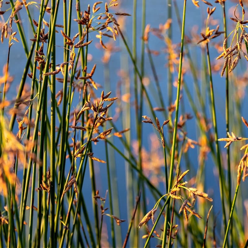Bulrush Plant