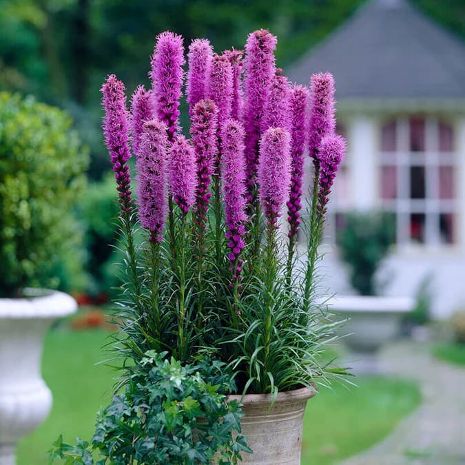Gayfeather Liatris Plant