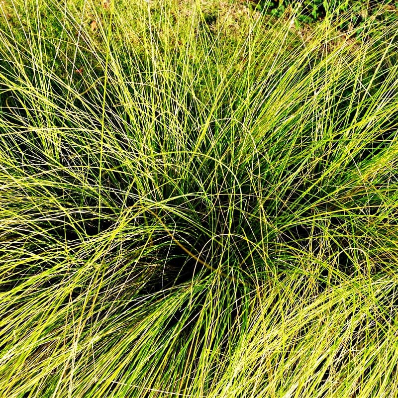 Carex Pensylvanica Plant