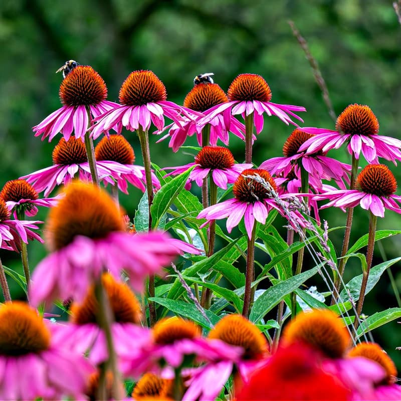 Coneflower Plant