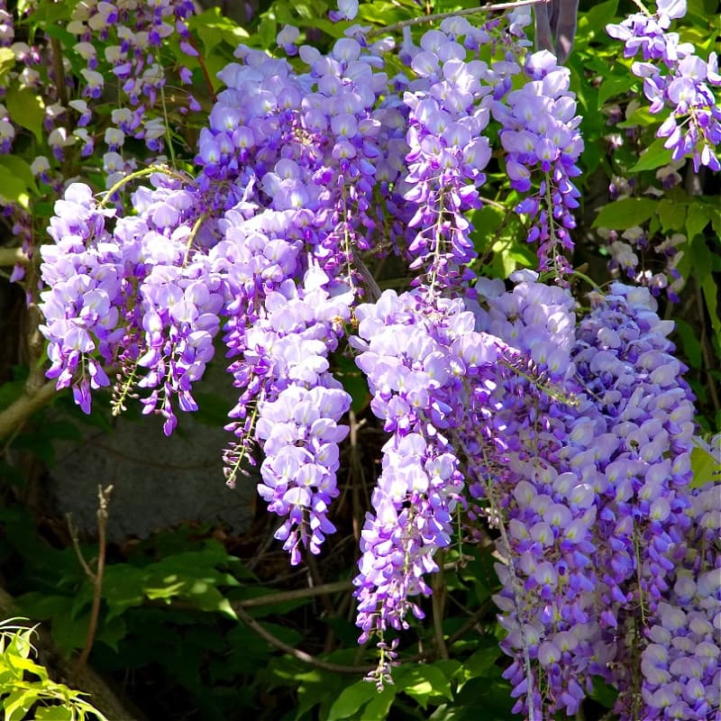 Climbing Wisteria Vine