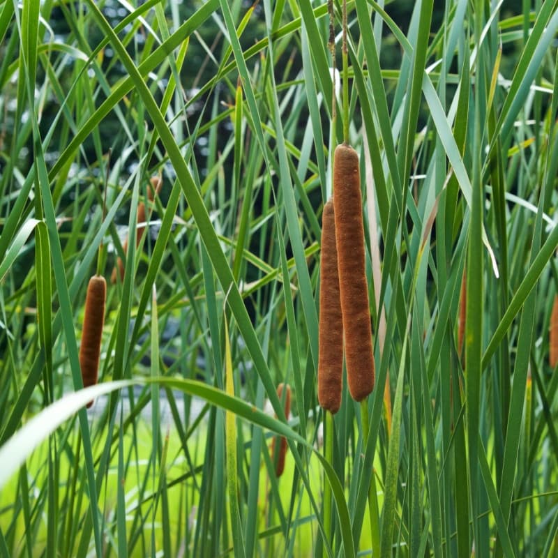 Cattail Plant