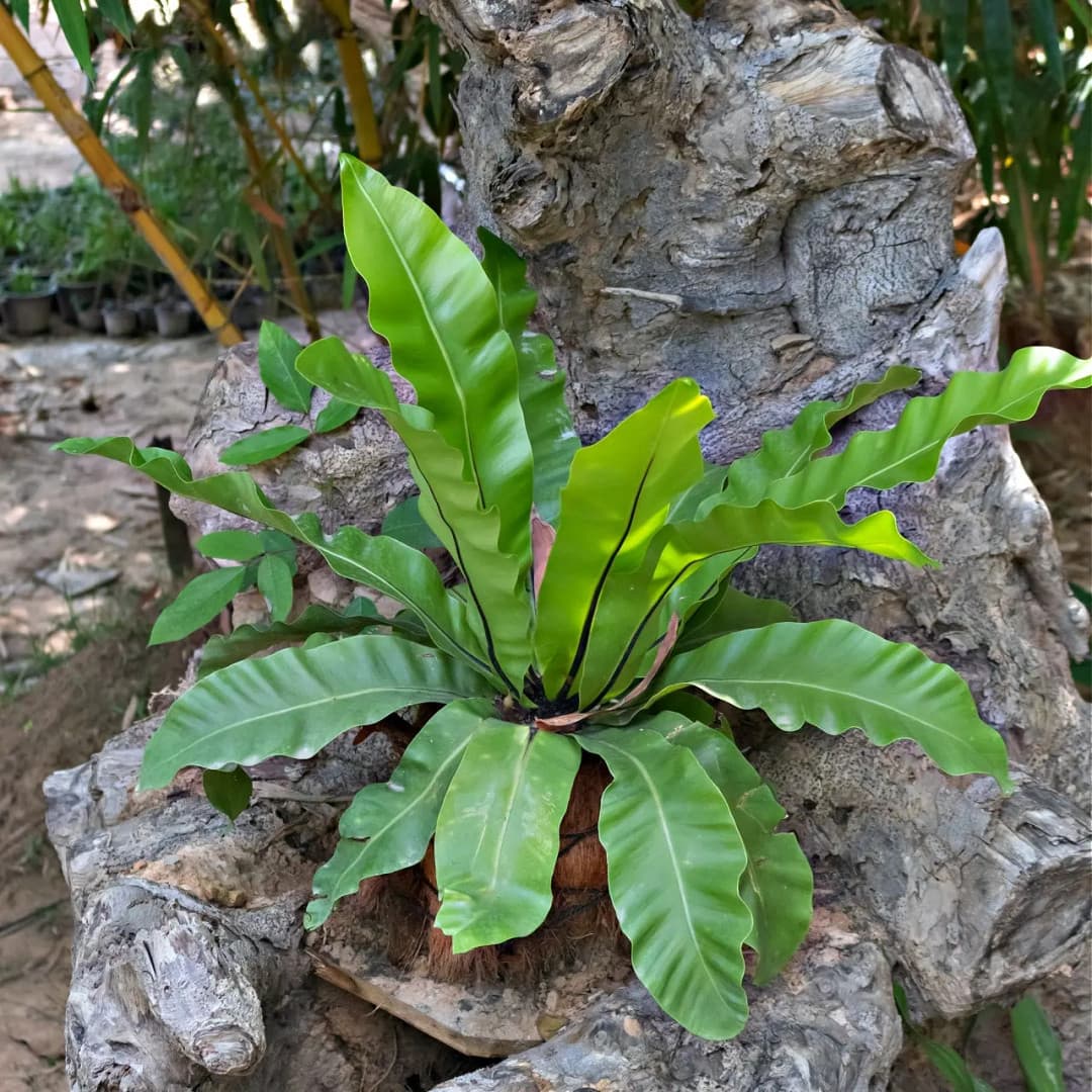 walking ferns for sale