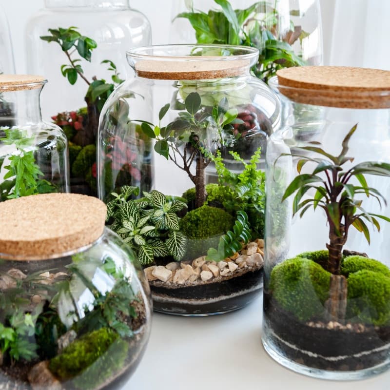 Terrarium Plant Kit
