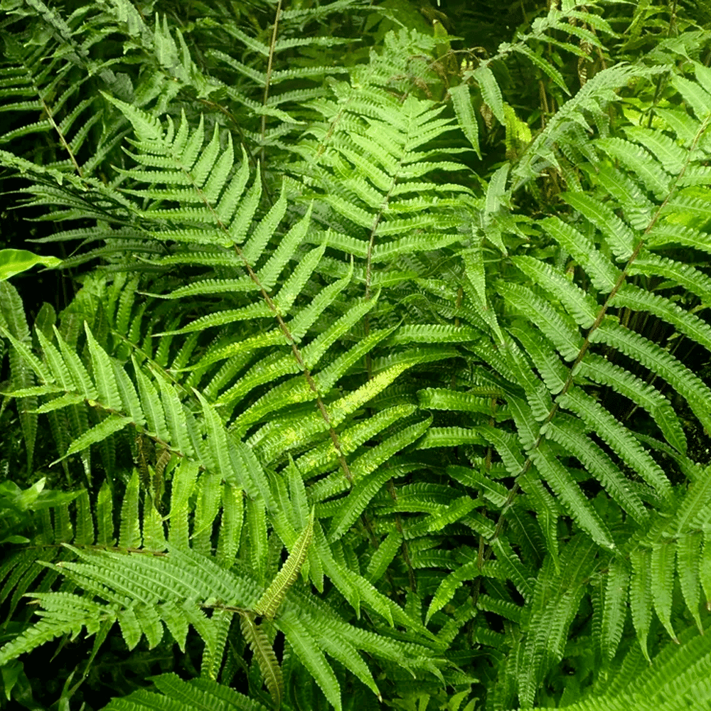 New York Fern