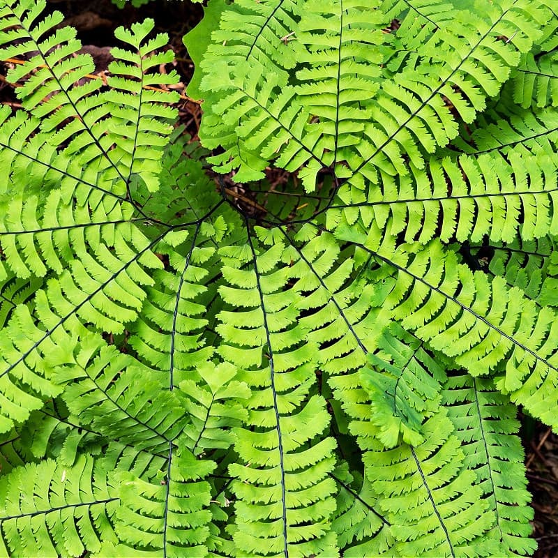 Maidenhair Fern for sale