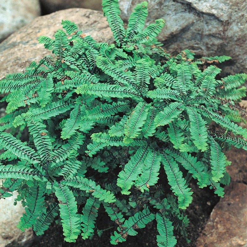 Maidenhair Fern