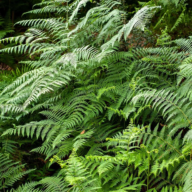 Bracken Fern