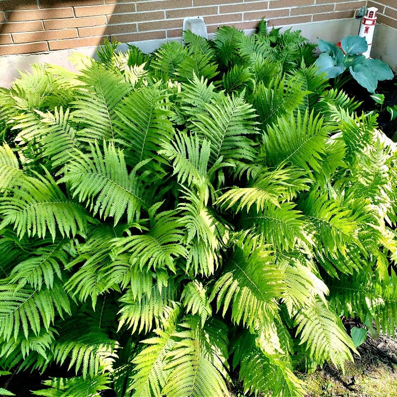 Giant Ostrich Fern