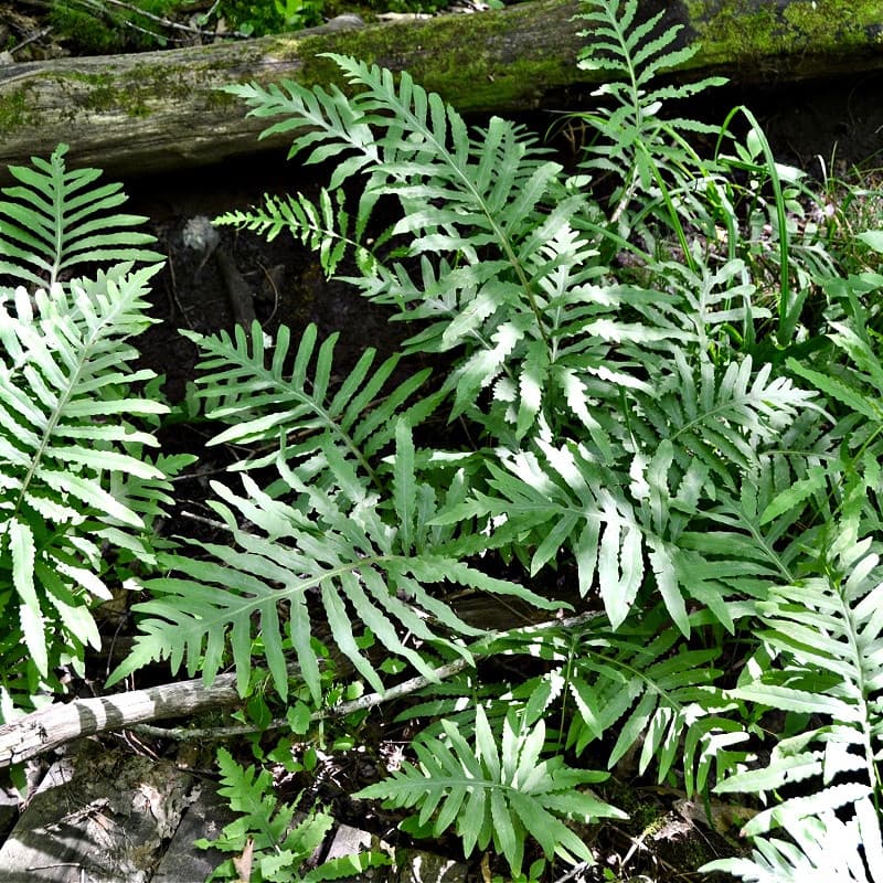 Sensitive Fern