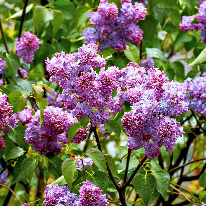 Lilac Shrub