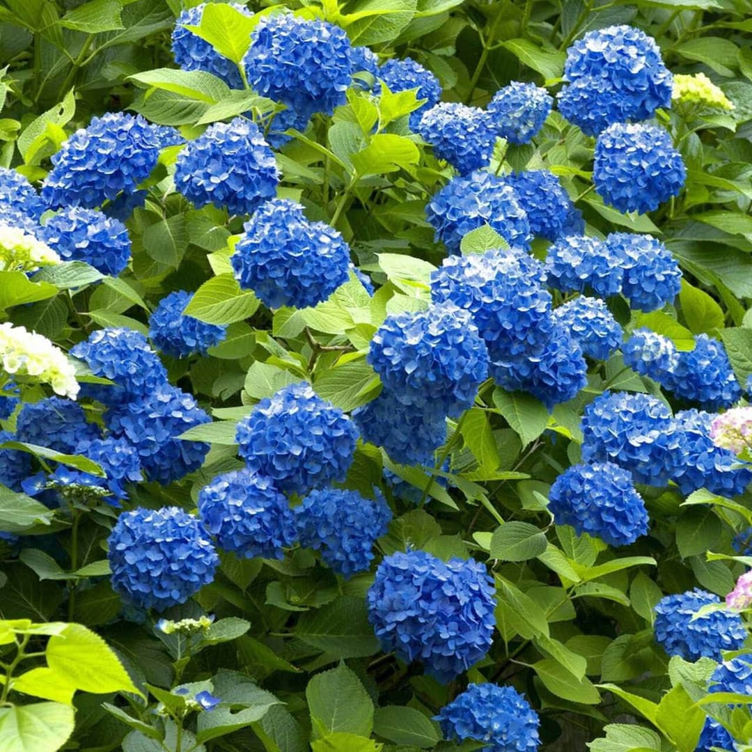 Blue Hydrangea Shrub