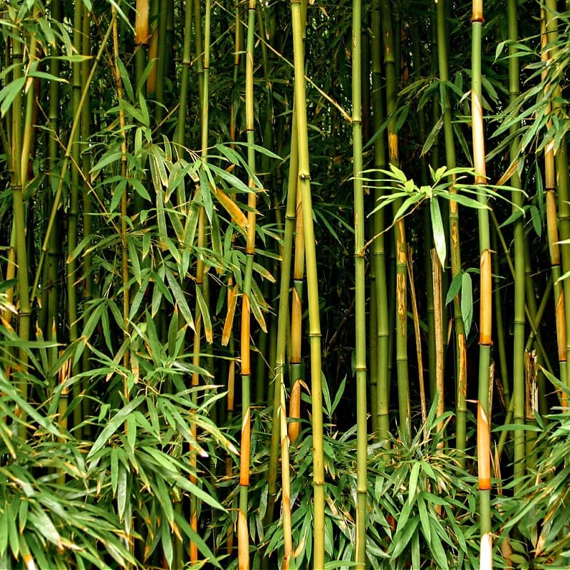 Bamboo Plant