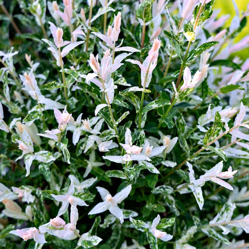 Snow White Willow Shrub for sale