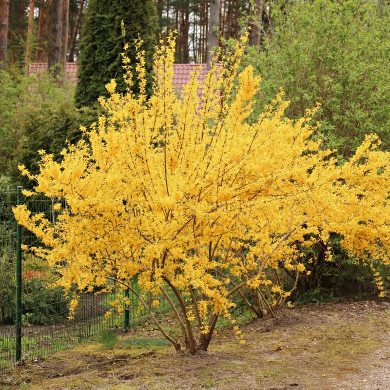 Forsythia Shrub