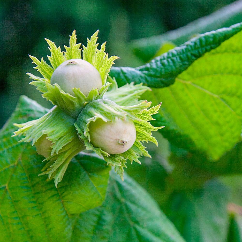 American Hazelnut Shrub