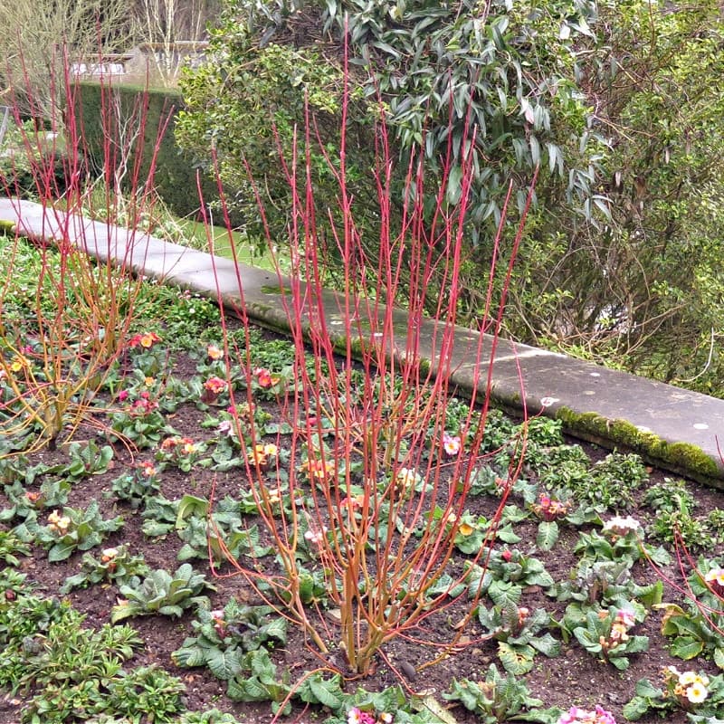 Red Osier Dogwood Shrub for sale