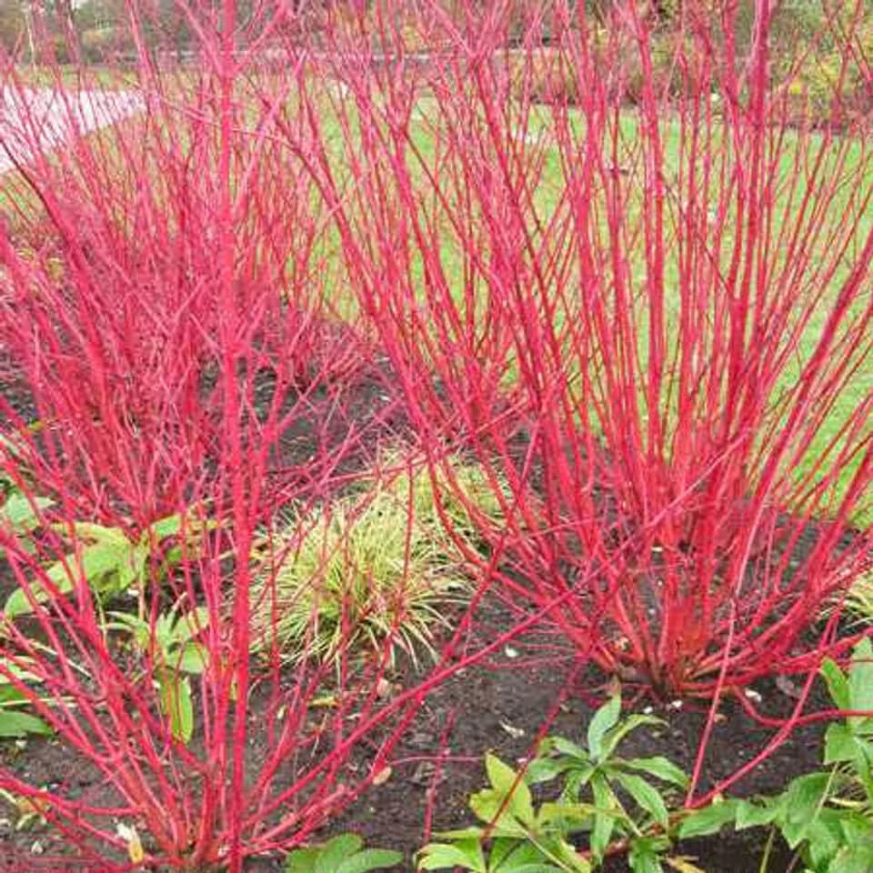 Red Osier Dogwood Shrub