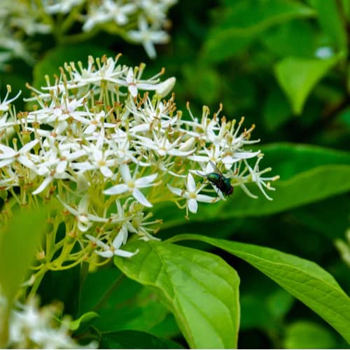 Silky Dogwood Shrub