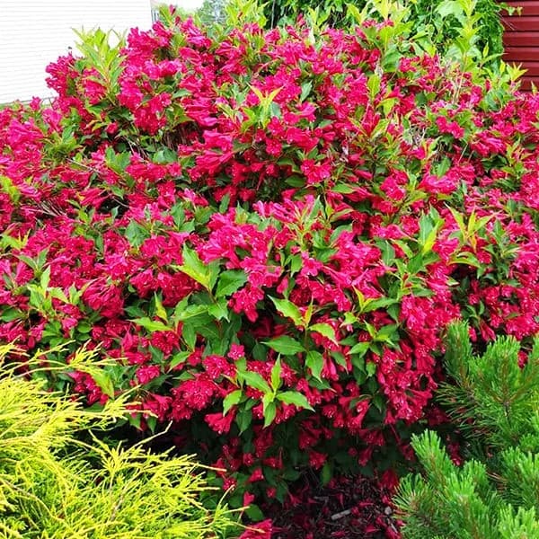 Red Weigela Shrub