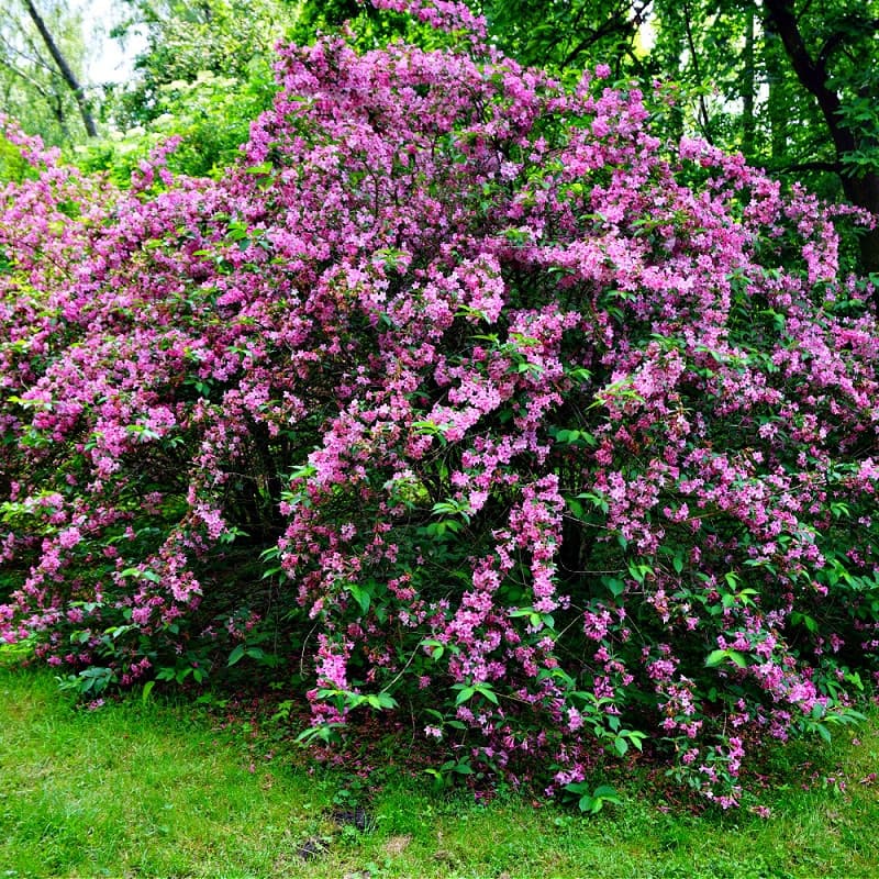 Pink Weigela Shrub