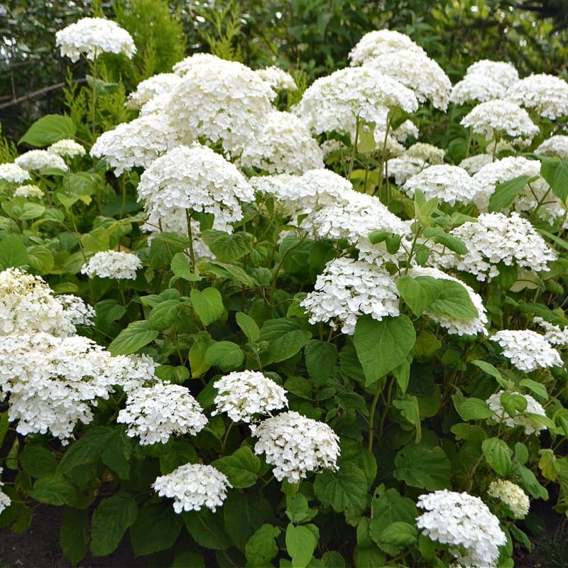 Smooth Hydrangea Shrub