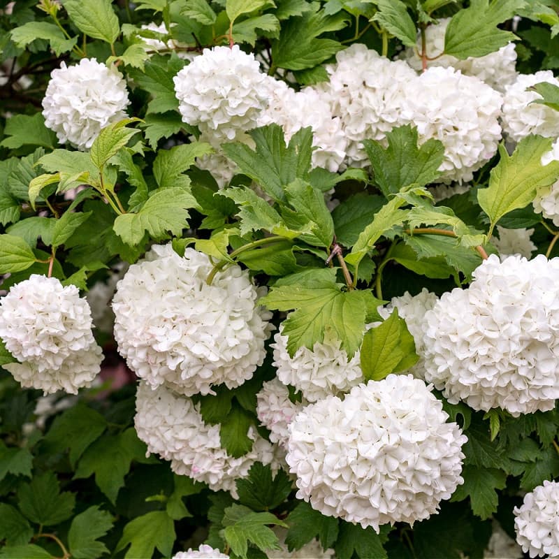 Snowball Viburnum Shrub