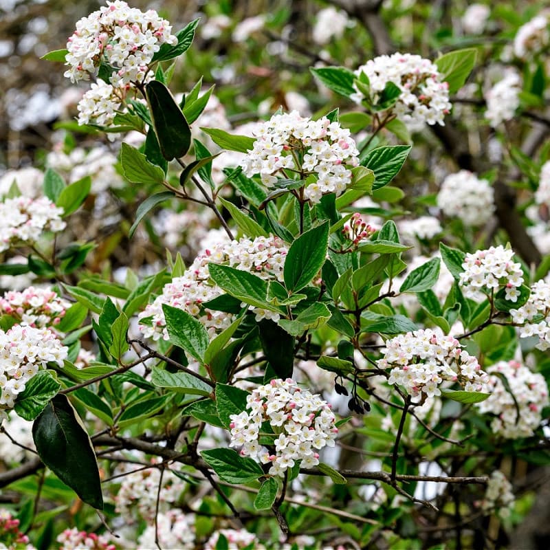 Arrowwood Viburnum Shrub