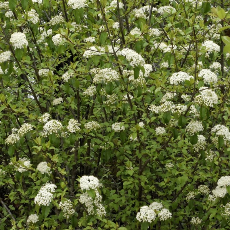 Black Haw Viburnum Shrub