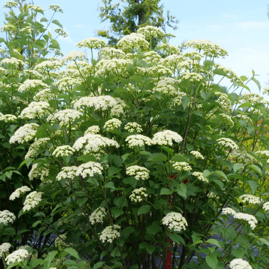 Viburnum Dentatum Shrub