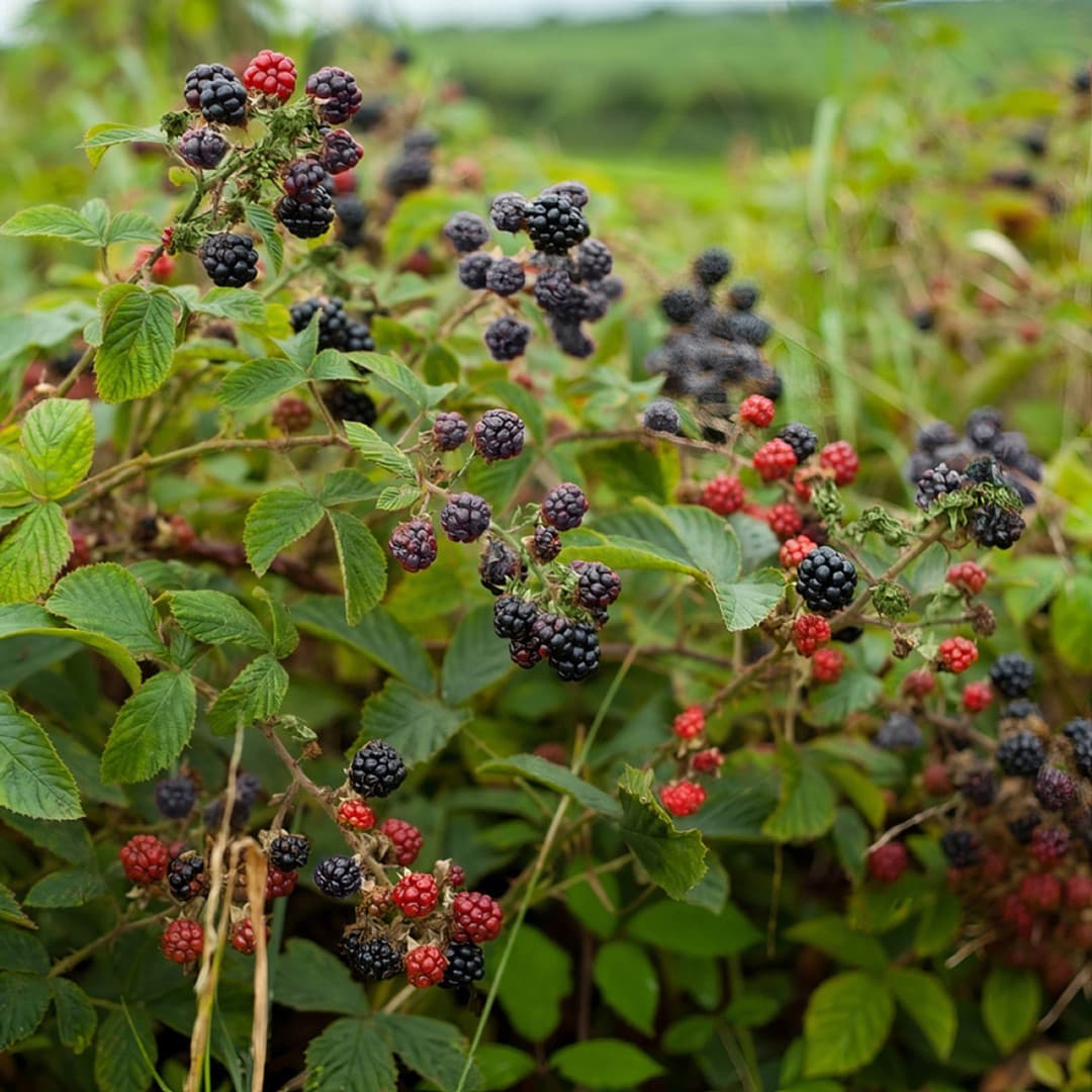Blackberry Shrub
