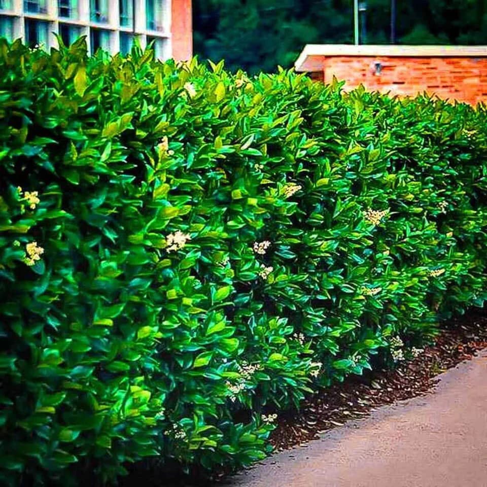Northern Privet Hedge
