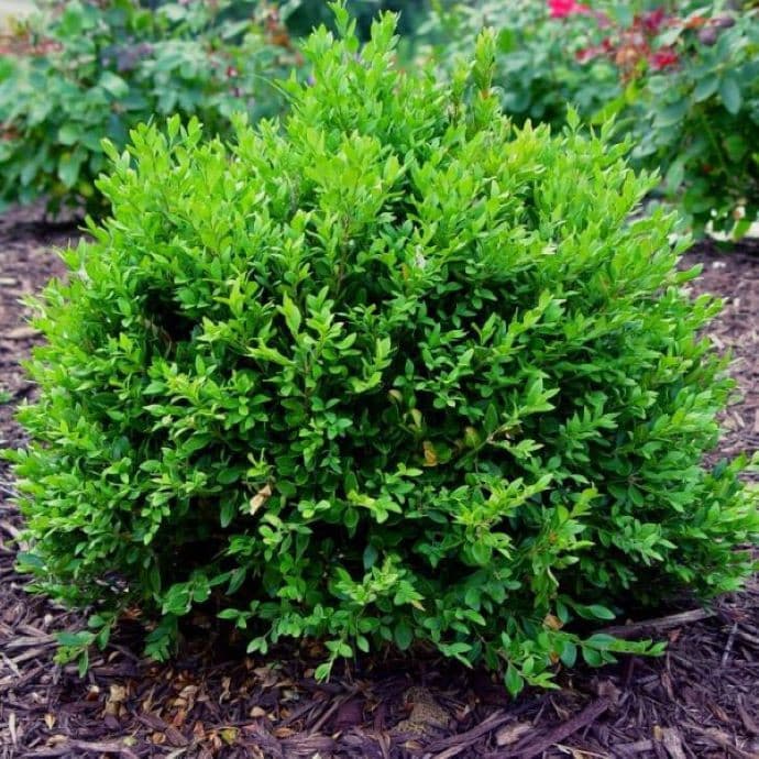 Green Velvet Boxwood Shrub