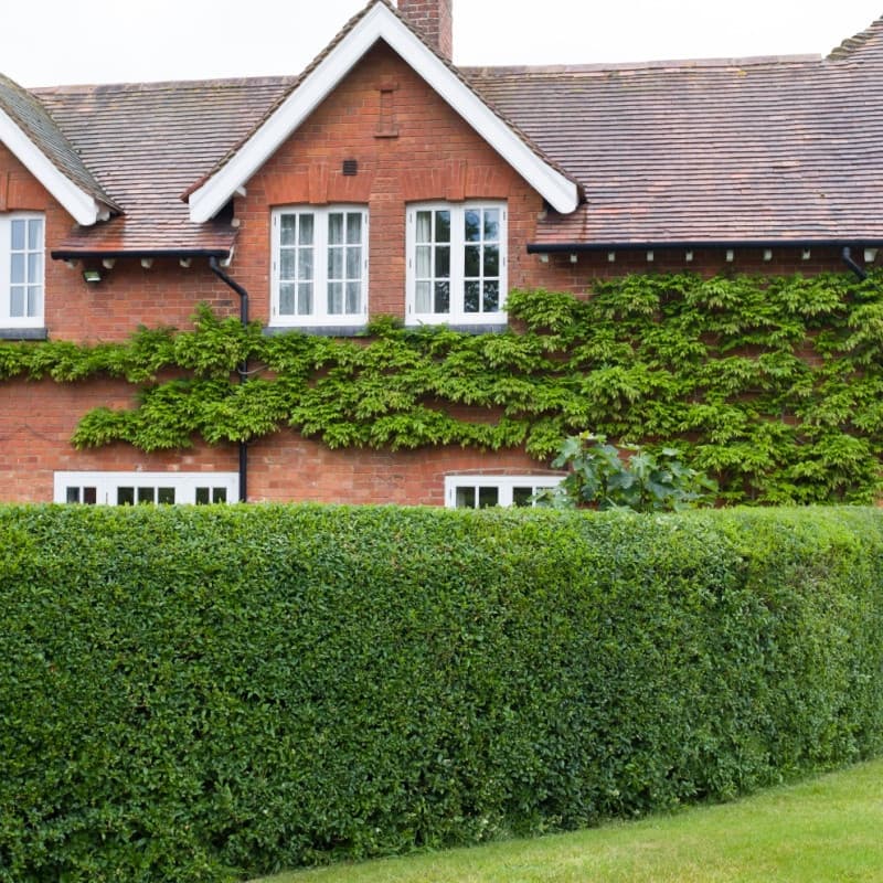 California Privet Hedge For Sale