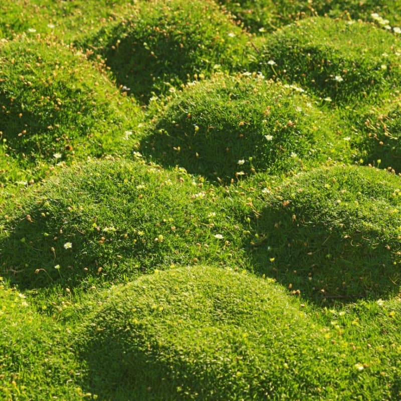 Cushion Moss For Sale