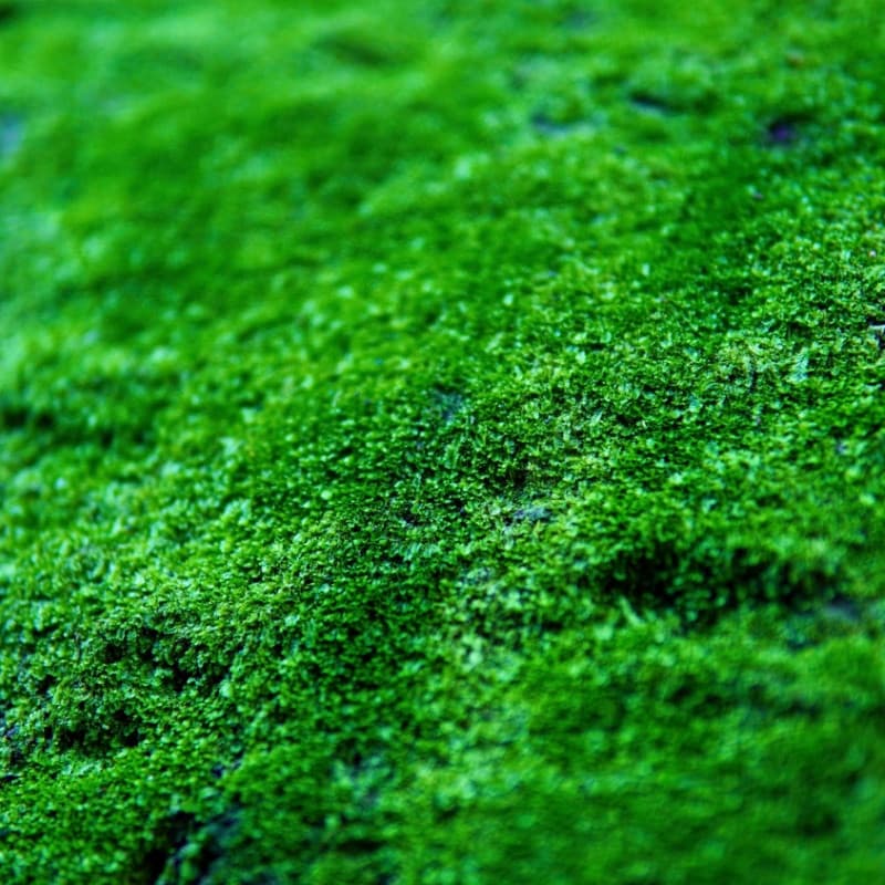 Carpet Moss For Sale