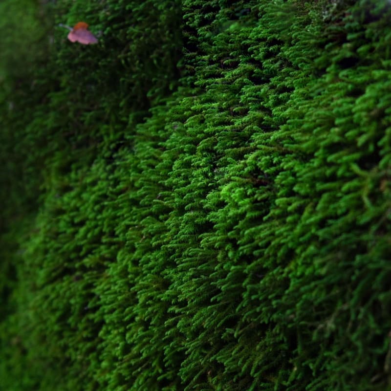 Sheet Moss For Sale