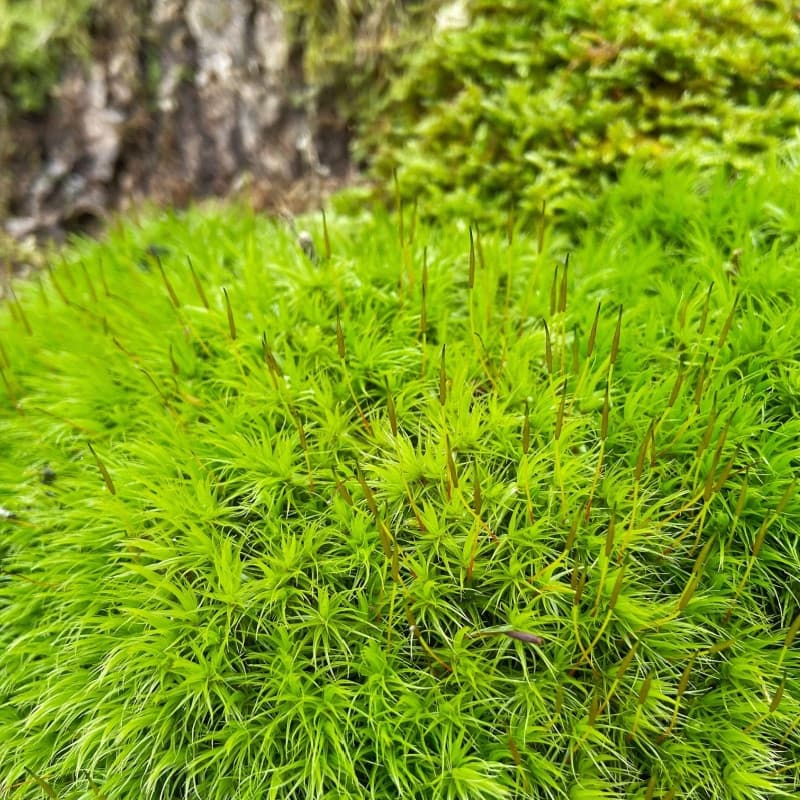 Broom Forkmoss