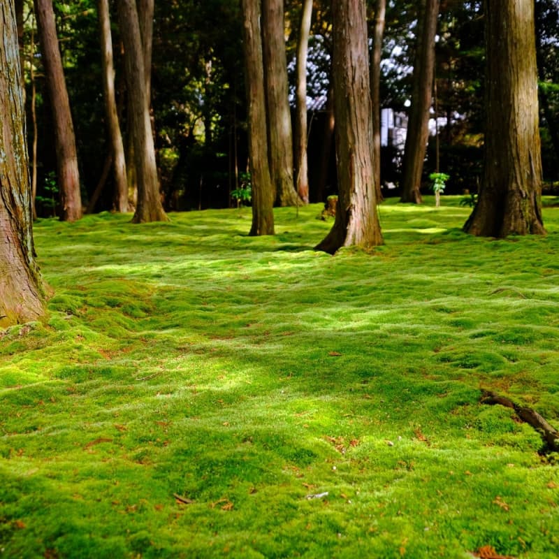 Tree Moss For Sale